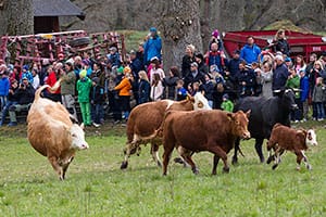 Bilder från kosläpp på Vikaryd 150502