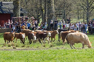 Bilder från kosläpp på Vikaryd 160507