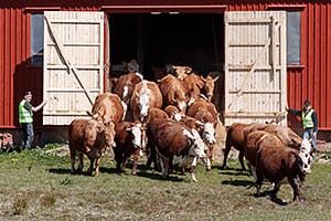 Bilder från kosläpp på Vikaryd 170505